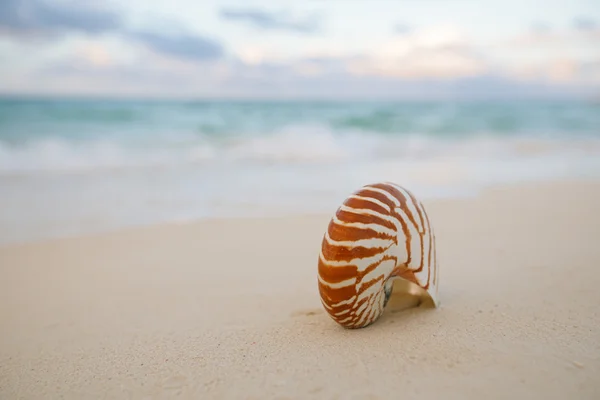 Nautilus deniz kabuğu altın kum plaj — Stok fotoğraf