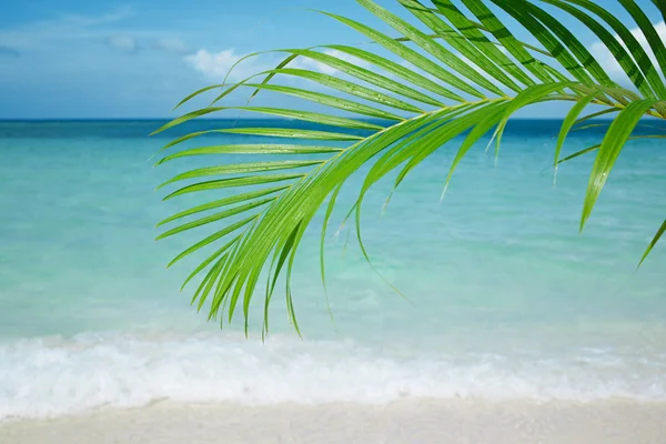 Palm leaf and blue sea — Stock Photo, Image
