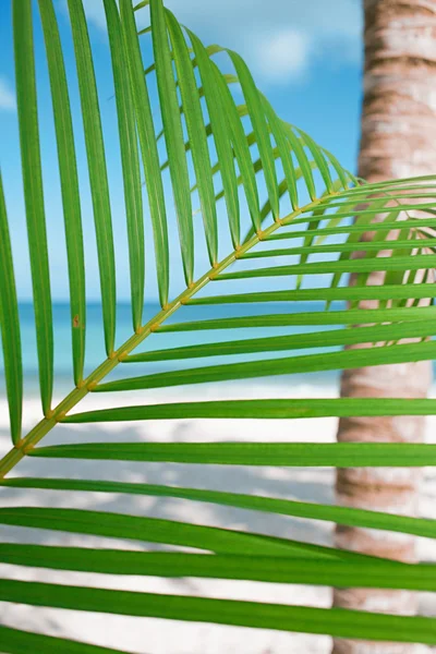 Foglia di palma e mare blu — Foto Stock