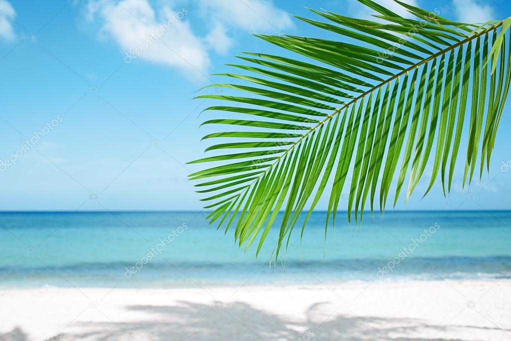 Palm leaf and blue sea