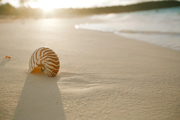 Shell Nautilus na pláži s bílým pískem — Stock fotografie