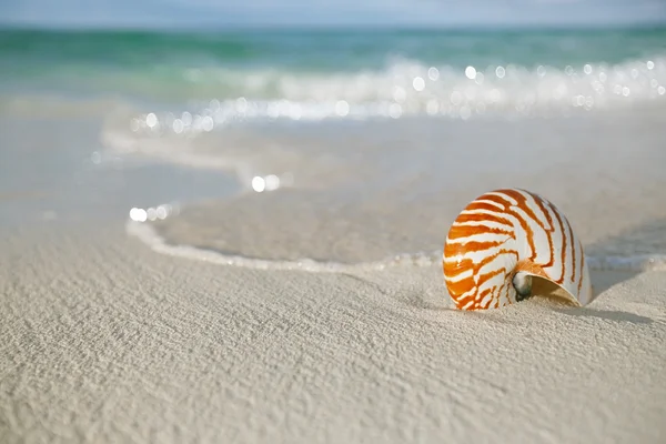 Nautilus shell on white beach sand — Stock Photo, Image