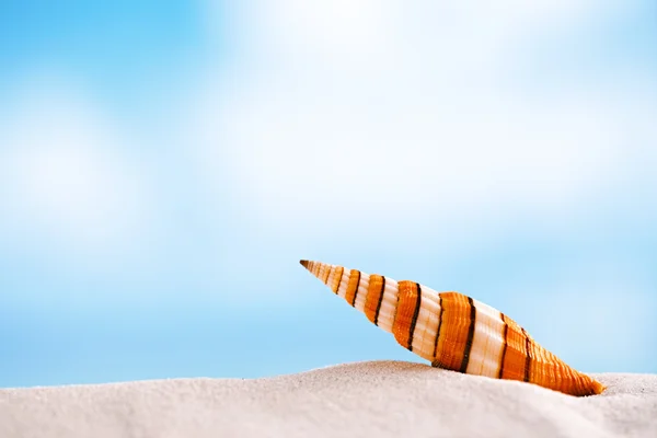 Stripped clown sea shell with ocean , beach and seascape — Stock Photo, Image