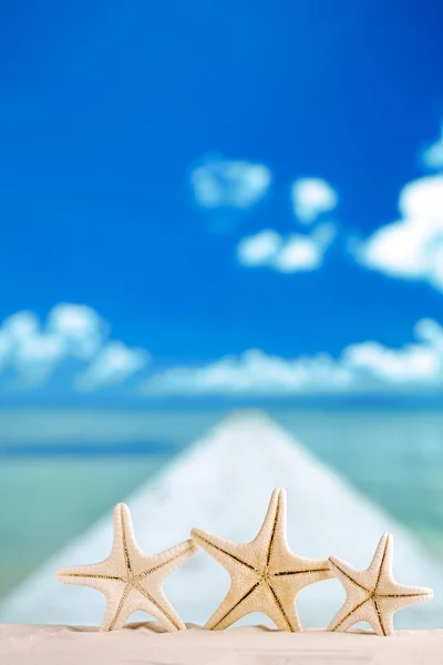 Estrella de mar blanca con océano — Foto de Stock