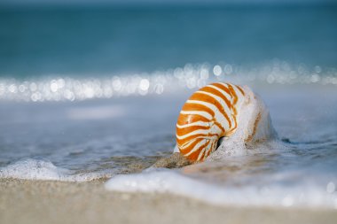 Nautilus kabuğu ile dalga deniz