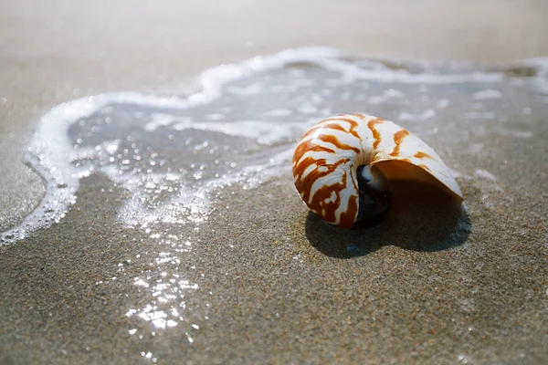 Nautilus-Muschel mit Meereswelle — Stockfoto