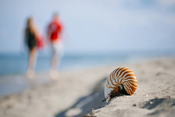 Nautilus shell op witte Florida strand — Stockfoto