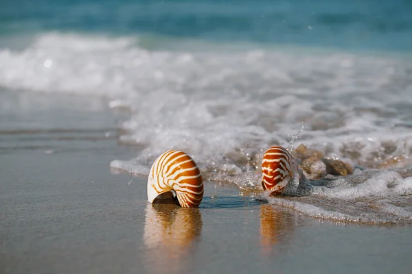 Duas conchas de nautilus com onda do mar — Fotografia de Stock