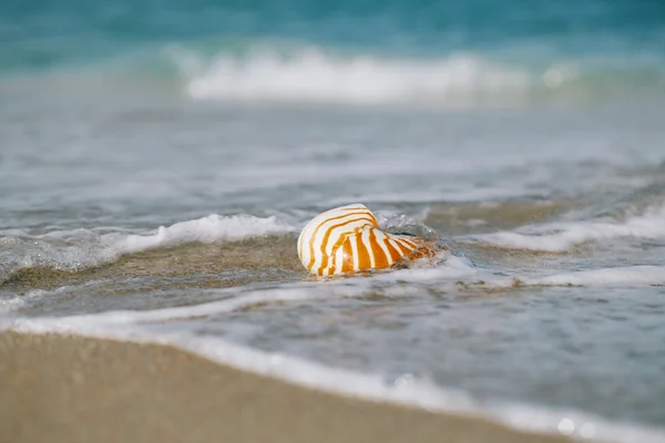 Guscio del Nautilus sulla spiaggia bianca — Foto Stock