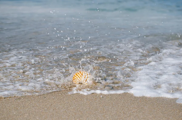 鹦鹉螺壳的海浪 — 图库照片