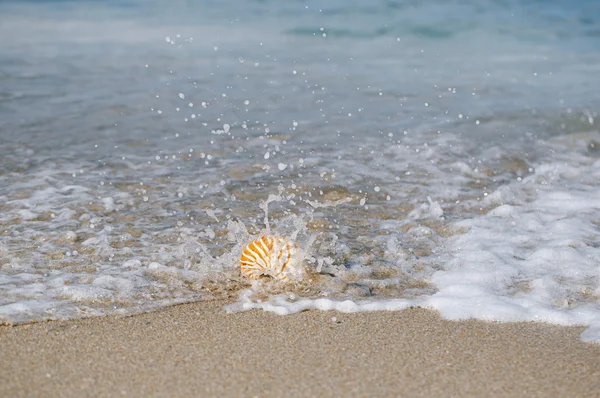 Nautilus shell with sea wave — Stock Photo, Image