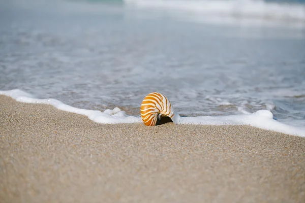 Nautilus shell op witte strand — Stockfoto