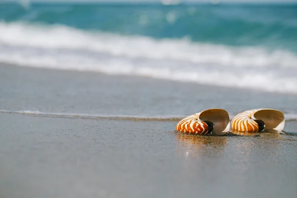 Two nautilus shells with sea wave — Stock Photo, Image