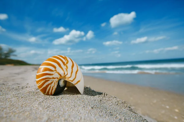 Nautilus powłoka na białej plaży — Zdjęcie stockowe