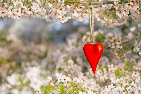 Дерев'яне серце навесні з цвітінням — стокове фото