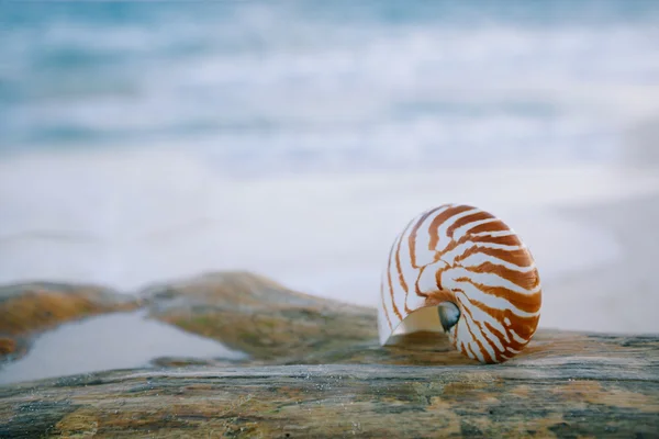 Shell Nautilus na areia branca da praia — Fotografia de Stock