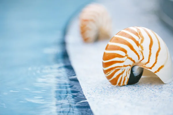 Nautilus-Muschel im Resort — Stockfoto