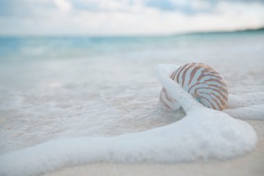 Dalgalar deniz kabuğunda Nautilus,