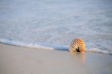 Nautilus kabuğu bir deniz okyanus plaj