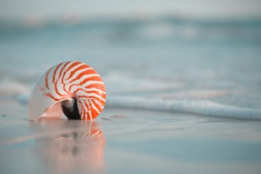 Nautilus kabuğu beyaz Florida plaj üzerinde