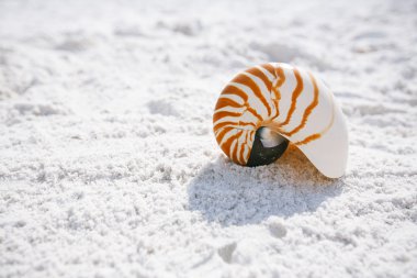 Nautilus kabuğu beyaz Florida plaj üzerinde