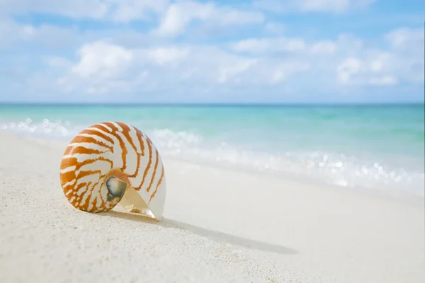 白いビーチにオウムガイの殻 — ストック写真