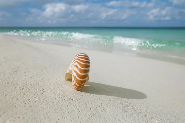 Nautilus-Muschel am weißen Strand — Stockfoto