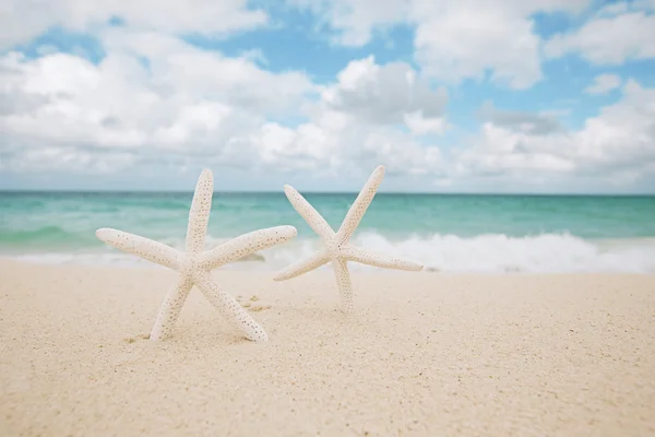 Vit sjöstjärna på vit sandstrand, — Stockfoto