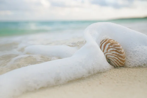 Nautilus shell in sea waves, — Stock Photo, Image