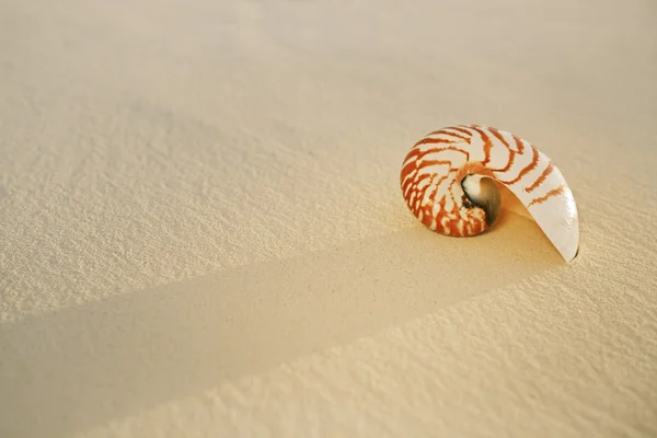 Nautilus-Muschel auf goldenem Sand — Stockfoto