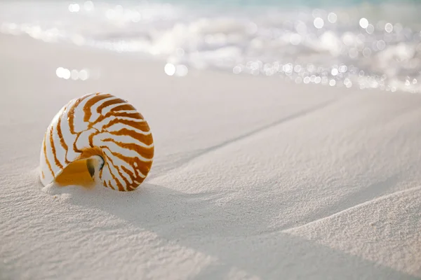 Nautilus skalet på vita stranden — Stockfoto