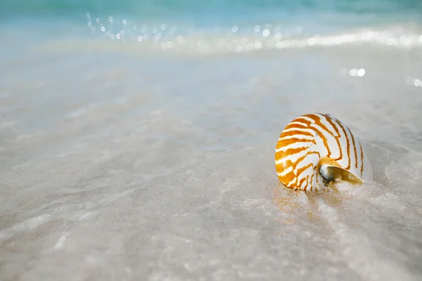 Nautilus powłoka na białej plaży — Zdjęcie stockowe