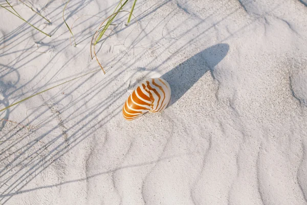 Shell Nautilus na praia branca da Flórida — Fotografia de Stock