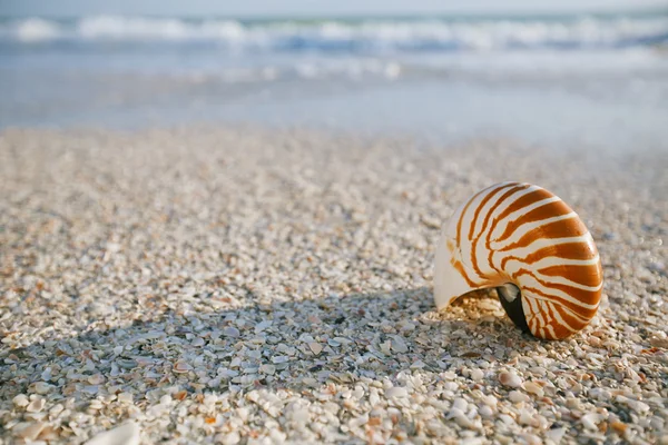 Nautilus powłoka na białej plaży Florydy — Zdjęcie stockowe