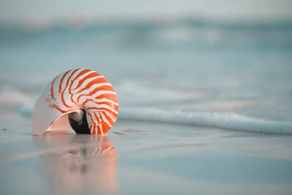 Nautilus shell op witte Florida strand — Stockfoto