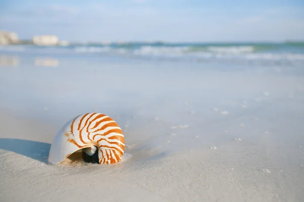 Nautilus shell on a sea ocean beach sand with nice curve lens di — Stock Photo, Image