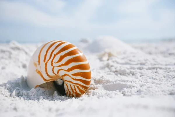 Nautilus powłoka na białej plaży Florydy — Zdjęcie stockowe