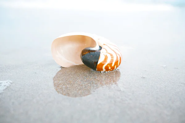 Nautilus shell with sea wave — Stock Photo, Image