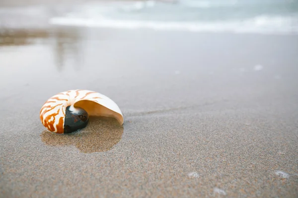 Concha Nautilus con olas marinas —  Fotos de Stock