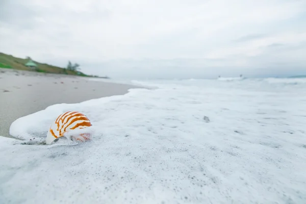 Nautilus shell with sea wave — Stock Photo, Image