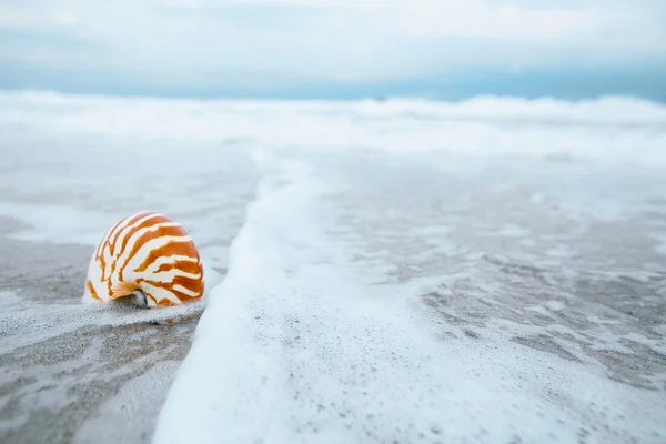 Guscio del Nautilus con onda marina — Foto Stock