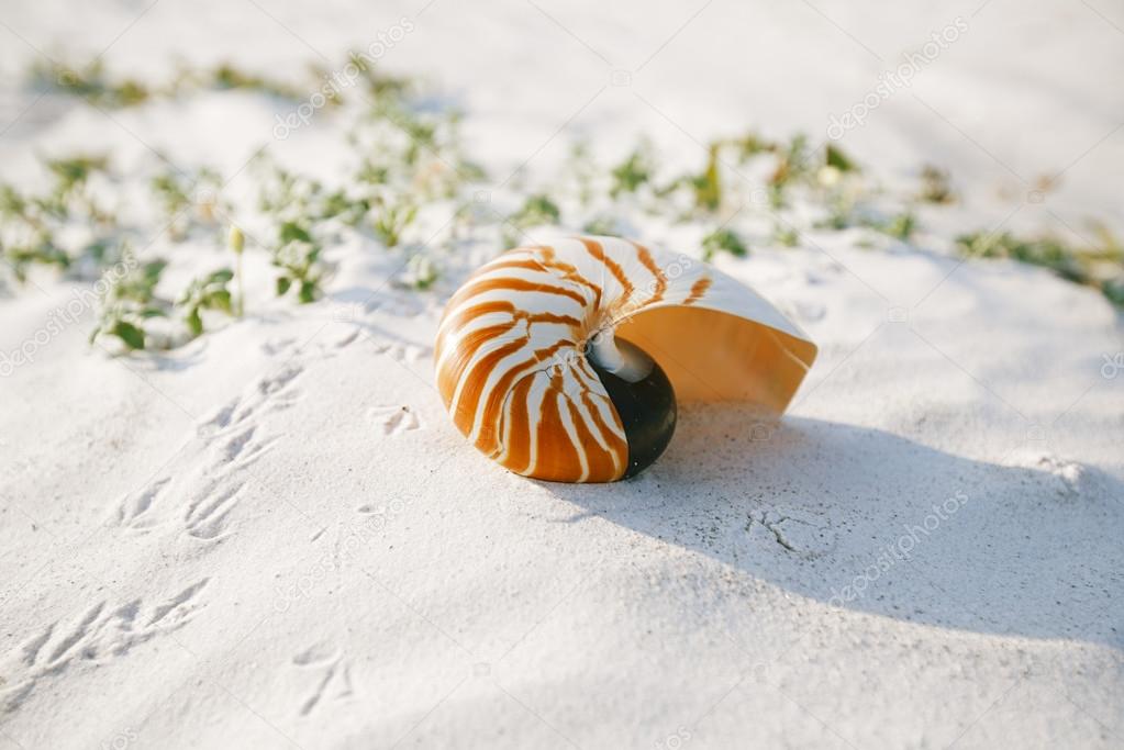 Nautilus shell on white Florida beach