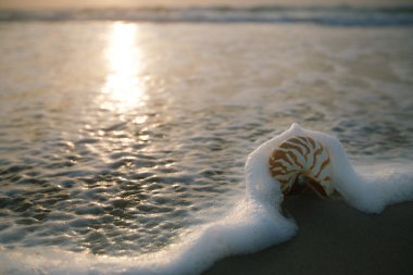 Nautilus deniz kabuğu