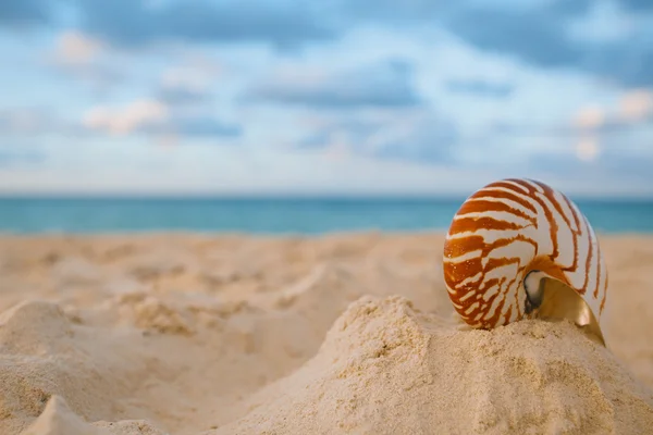모래 해변에 노틸러스 껍질 — 스톡 사진