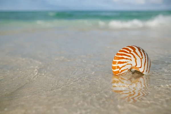 Nautilus shell on white beach sand, — Stock Photo, Image