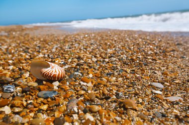 Nautilus kabuğu peblle Beach