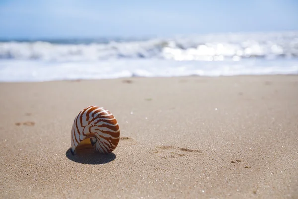 Nautilus-Muschel auf Sandstrand und Meereswellen — Stockfoto