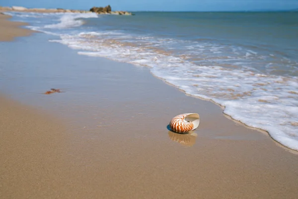 Concha nautilus en la playa de arena y las olas del mar —  Fotos de Stock