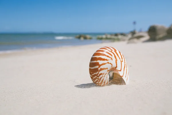 Κοχύλι Ναυτίλος σε άνεμος αμμώδη παραλία — Φωτογραφία Αρχείου