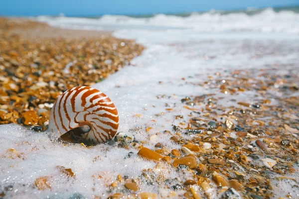 Nautilus shell on peblle beach — Stock Photo, Image